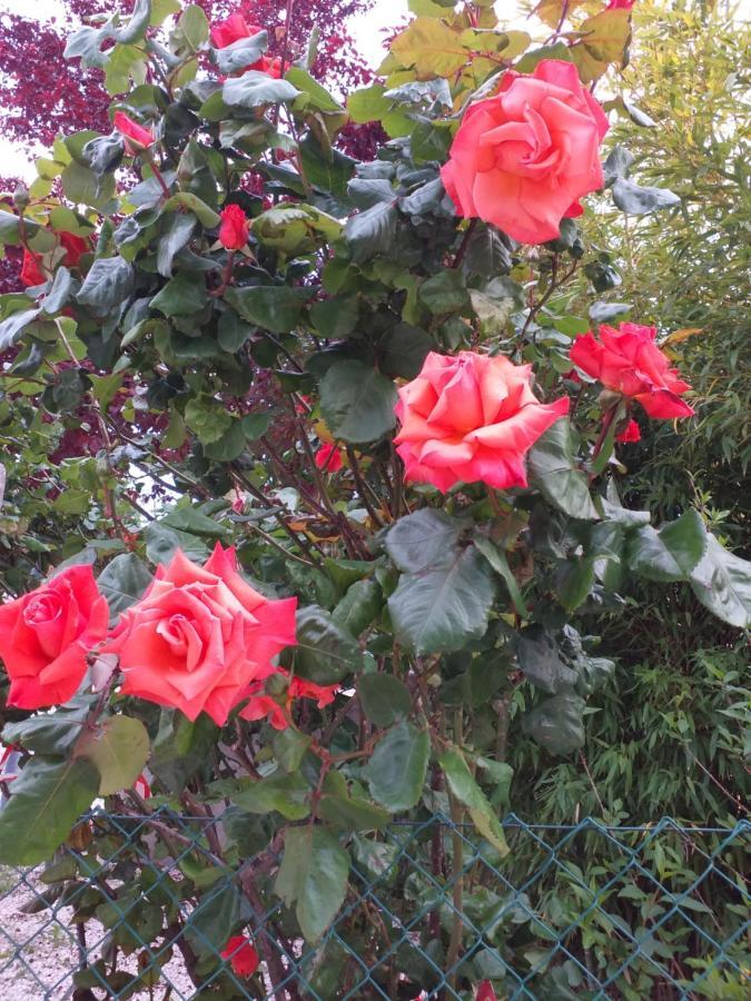 Bed & Breakfast La Rosa Rossa Cagli Dış mekan fotoğraf